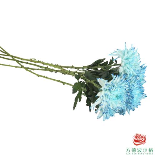 VDB吸色小菊-黛蓝 5枝一扎 商品图3