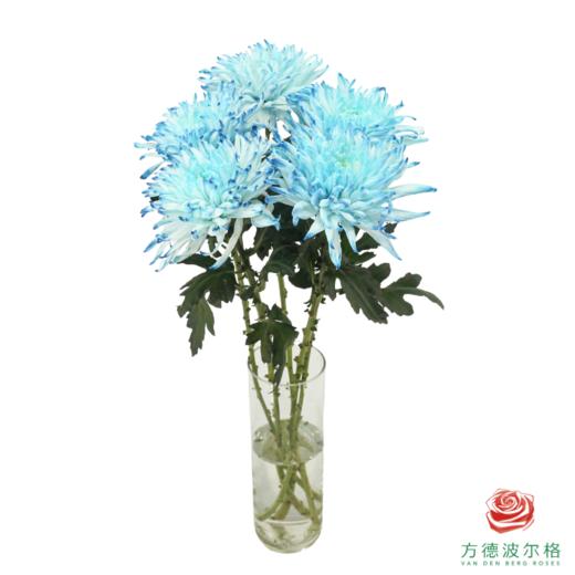 VDB吸色小菊-黛蓝 5枝一扎 商品图2