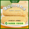 【25年新玉米黄糯玉米和白糯玉米多选择  】吃过就忘不了的甜糯鲜玉米  601箱农残检测  3粒糯1粒甜 每一口都是甜香味~孕妇、老人、小孩都可以吃 保质期12个月 商品缩略图9