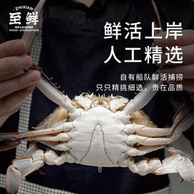【冷冻】至鲜梭子蟹2.6斤/6-8只整只当季液氮冷冻3-5两/只吕四黄海海鲜螃蟹新鲜