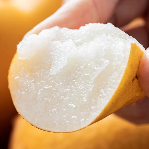 山东秋月梨|酥脆无渣，比冰糖还甜的梨汁炸弹，秋日超水灵的一口！ 商品图4