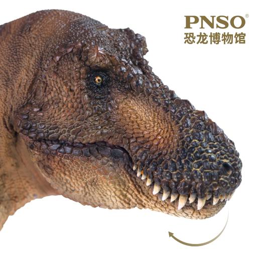 PNSO霸王龙安德莉亚恐龙博物馆1：35科学艺术模型 商品图2