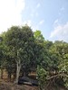 5月18日中午12点【红梗红叶普洱茶】2026头春  茶界中的中华鲟普洱茶古老珍贵的物种——红梗红叶茶，一口兰香，满口生津，仅有10公斤左右，50克/罐 商品缩略图2