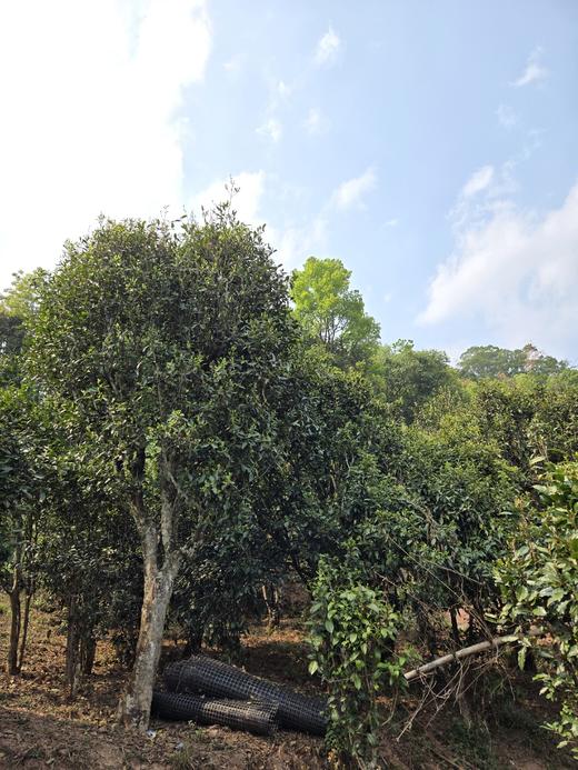 5月18日中午12点【红梗红叶普洱茶】2026头春  茶界中的中华鲟普洱茶古老珍贵的物种——红梗红叶茶，一口兰香，满口生津，仅有10公斤左右，50克/罐 商品图2