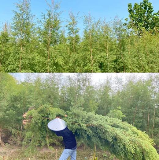 【澳洲茶树纯露】源自澳大利亚原生茶树，通过蒸馏工艺保留茶树精油的核心活性成分，湿敷护理，喷雾使用，局部点涂，可替代传统爽肤水，早晚洁面后喷洒于脸部，轻轻拍打至吸收 商品图9