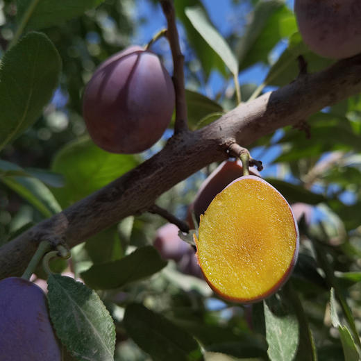 新疆法兰西西梅清甜爽口细腻绵甜，汁水充沛，冷藏后更加脆甜鲜嫩哦 商品图2