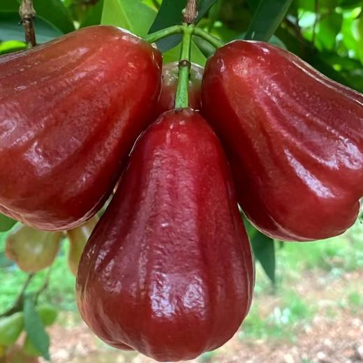 莲雾姐莲雾大果（一箱净重3斤） 商品图2