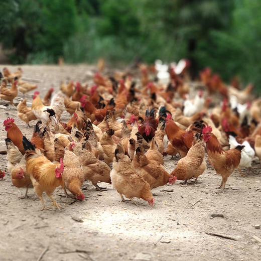 膳本季皖南山林散养【童子鸡2只装】 无抗养殖认证 SGS国际权威检测 非笼养示范基地 自然生长的慢速鸡 商品图1