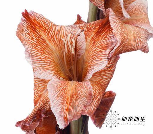 染色剑兰 | 乌焦双色(上色不一,介意慎拍) 商品图6