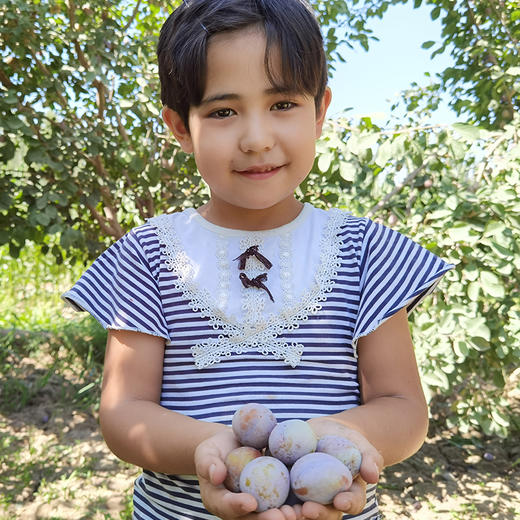 新疆法兰西西梅清甜爽口细腻绵甜，汁水充沛，冷藏后更加脆甜鲜嫩哦 商品图4