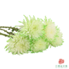 VDB吸色小菊-抹茶绿 5枝一扎 商品缩略图4