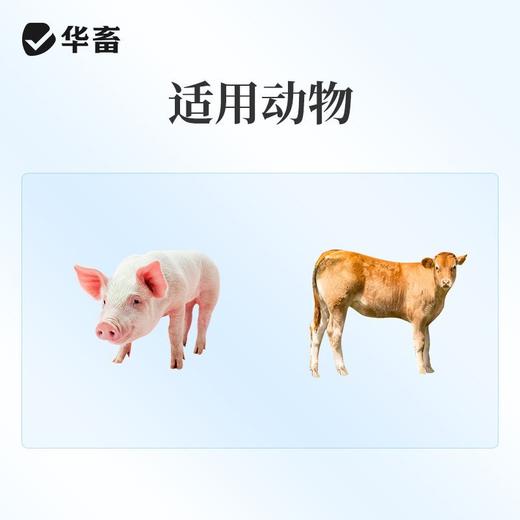 华畜泰拉霉素注射液猪牛羊咳喘胸膜肺炎呼吸道支原体正品国标兽药 商品图3