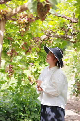 闪照第407期 葡萄成熟时