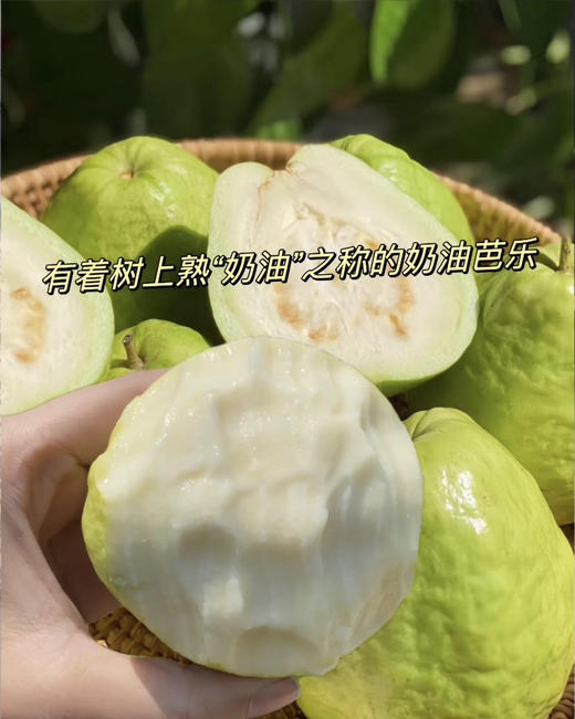 奶油芭乐（件） 商品图1