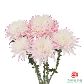 VDB吸色小菊-浅粉 5枝一扎