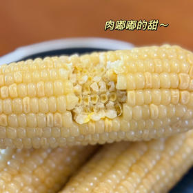 2月24恢复发货【29.9元  年后减值季复团 】吃过就忘不了的甜糯鲜玉米  601箱农残检测  3粒糯1粒甜 每一口都是甜香味~孕妇、老人、小孩都可以吃 保质期12个月