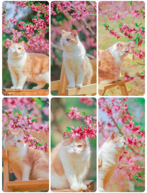 糗糗庄园猫猫电子照片 商品图9