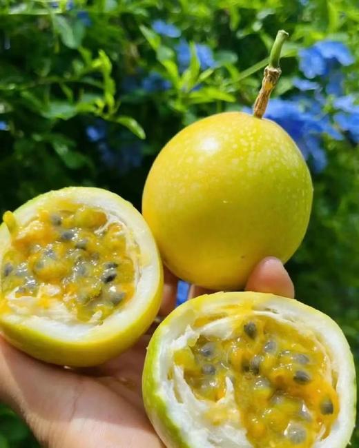 旗舰店品质黄金百香果精选钦蜜*2盒 商品图4