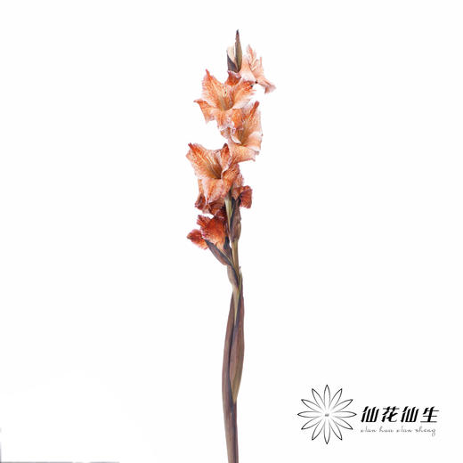 染色剑兰 | 乌焦双色(上色不一,介意慎拍) 商品图1