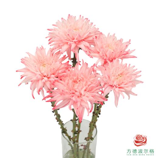 VDB吸色小菊-西瓜红 5枝一扎 商品图0