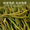 【安吉白茶】去寻2025新茶叶礼盒特级 商品缩略图1