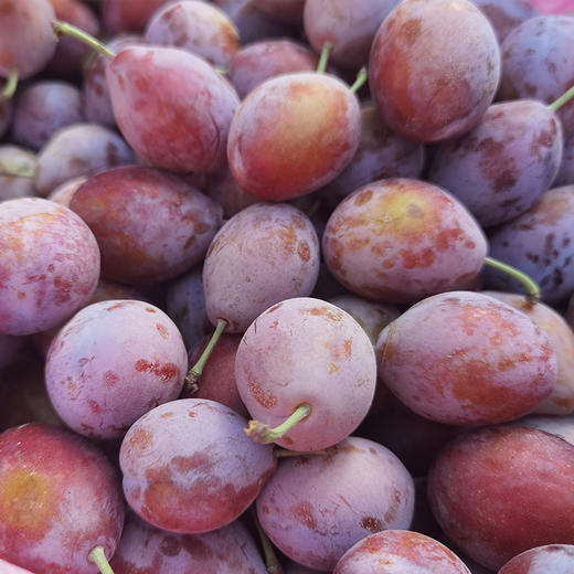 新疆法兰西西梅清甜爽口细腻绵甜，汁水充沛，冷藏后更加脆甜鲜嫩哦 商品图11