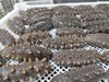 大连鲜食海参 会员专享7头特惠 商品缩略图2