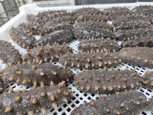 大连鲜食海参 会员专享7头特惠 商品图2