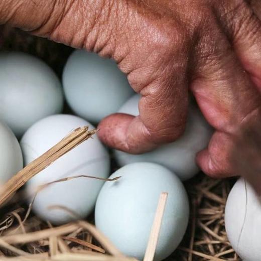 热卖！珍贵乌鸡蛋！九华山散养乌鸡初生蛋  到手60枚！✔五谷✔虫草✔菜叶饲养 商品图5