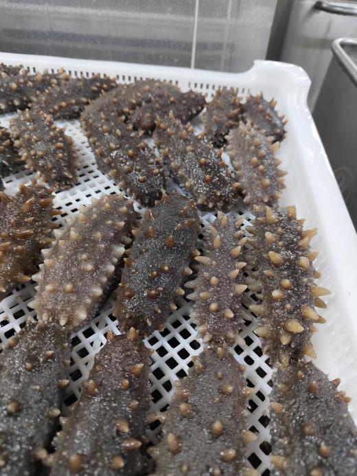 大连鲜食海参 会员专享7头特惠 商品图3