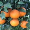 四川蒲江爱媛果冻橙皮薄多汁 纯甜无渣 商品缩略图4