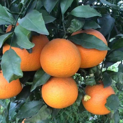 四川蒲江爱媛果冻橙皮薄多汁 纯甜无渣 商品图4