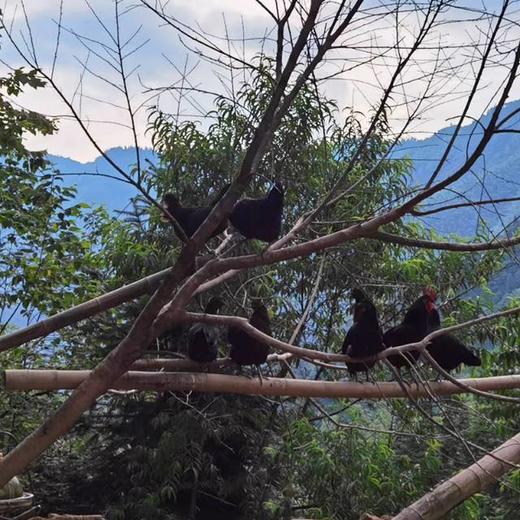 热卖！珍贵乌鸡蛋！九华山散养乌鸡初生蛋  到手60枚！✔五谷✔虫草✔菜叶饲养 商品图4