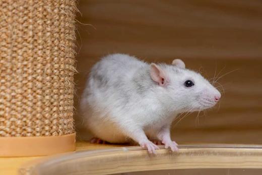 1次1大1小神奇动物园门票（约60分钟） 商品图1