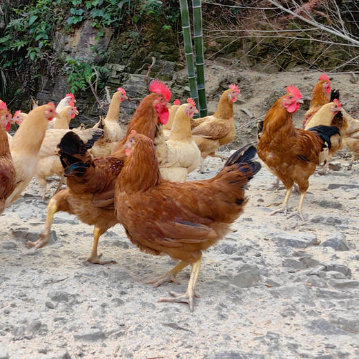 膳本季皖南山林散养【童子鸡2只装】 无抗养殖认证 SGS国际权威检测 非笼养示范基地 自然生长的慢速鸡 商品图2