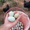 热卖！珍贵乌鸡蛋！九华山散养乌鸡初生蛋  到手60枚！✔五谷✔虫草✔菜叶饲养 商品缩略图3