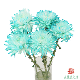 VDB吸色小菊-蒂芙尼蓝 5枝一扎