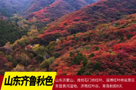 11月3日山东·齐鲁秋色摄影团9天——山东沂蒙山、潍坊石门坊红叶、淄博红叶柿岩景区、东营黄河湿地、济南红叶谷、青岛秋韵