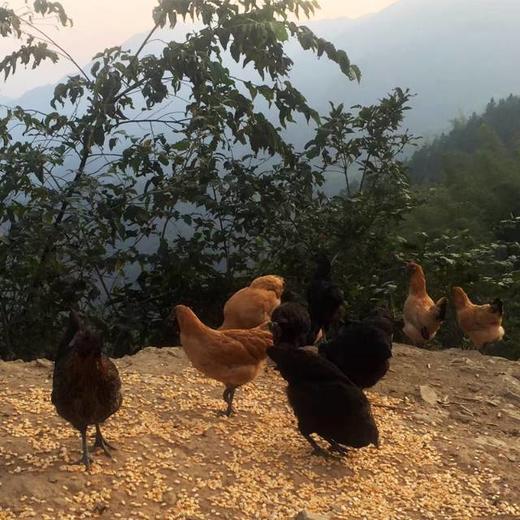 热卖！珍贵乌鸡蛋！九华山散养乌鸡初生蛋  到手60枚！✔五谷✔虫草✔菜叶饲养 商品图2
