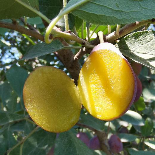 新疆法兰西西梅清甜爽口细腻绵甜，汁水充沛，冷藏后更加脆甜鲜嫩哦 商品图13