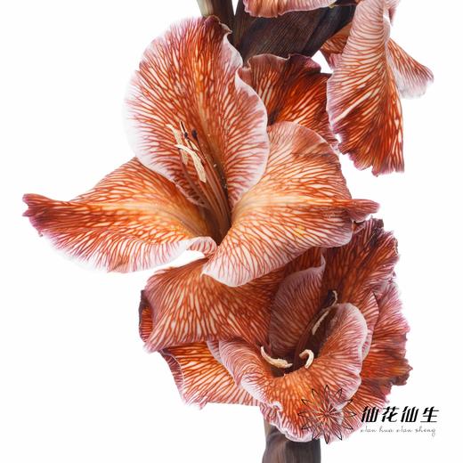 染色剑兰 | 乌焦双色(上色不一,介意慎拍) 商品图2