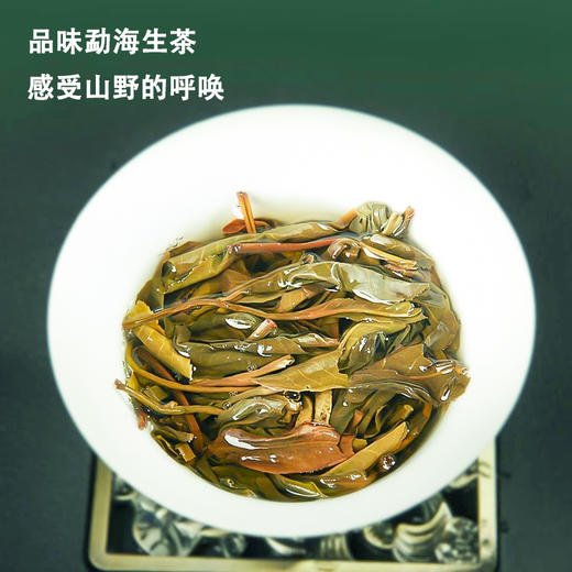 吉顺号普洱茶叶2023年勐海生茶饼357克/饼现货批发 商品图3