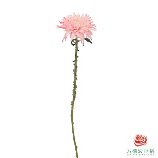VDB吸色小菊-西瓜红 5枝一扎 商品图5