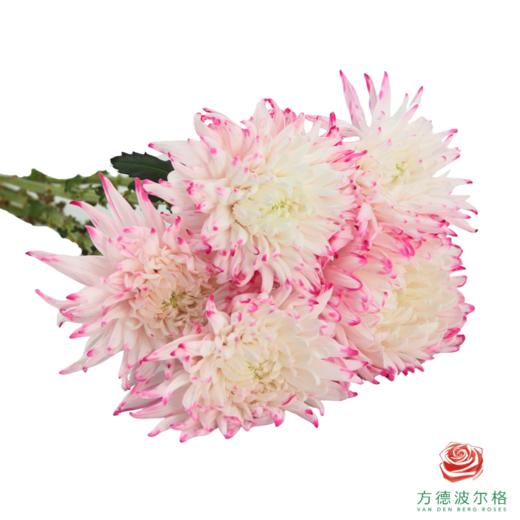VDB吸色小菊-浅粉 5枝一扎 商品图5