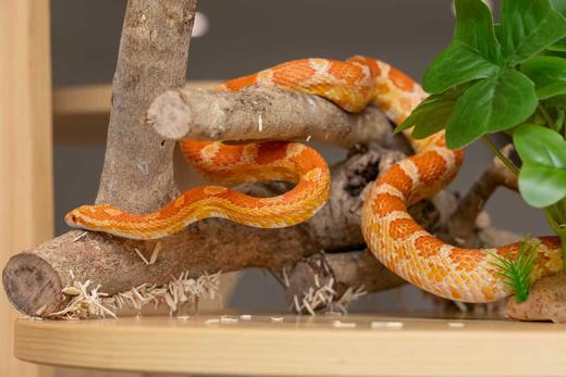 1次1大1小神奇动物园门票（约60分钟） 商品图0