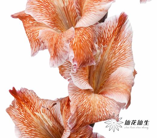 染色剑兰 | 乌焦双色(上色不一,介意慎拍) 商品图0