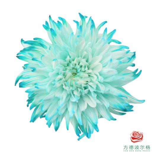 VDB吸色小菊-蒂芙尼蓝 5枝一扎 商品图1