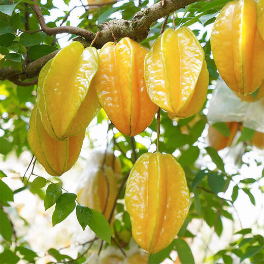 精品杨桃*4粒 商品图4