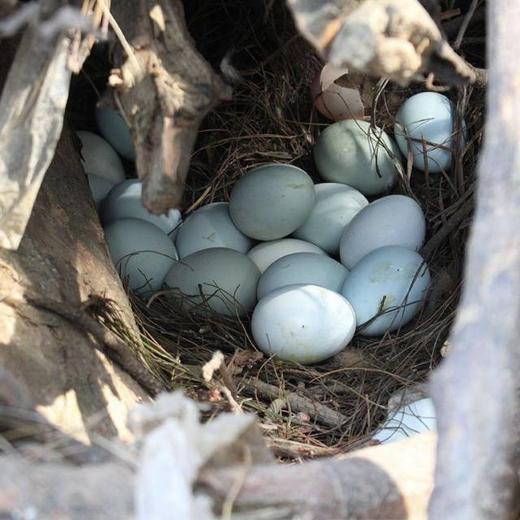 热卖！珍贵乌鸡蛋！九华山散养乌鸡初生蛋  到手60枚！✔五谷✔虫草✔菜叶饲养 商品图1
