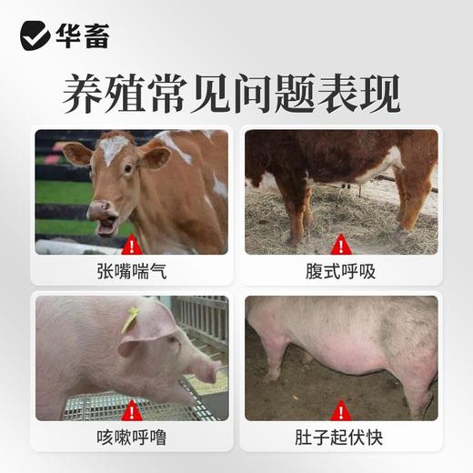 华畜泰拉霉素注射液猪牛羊咳喘胸膜肺炎呼吸道支原体正品国标兽药 商品图1